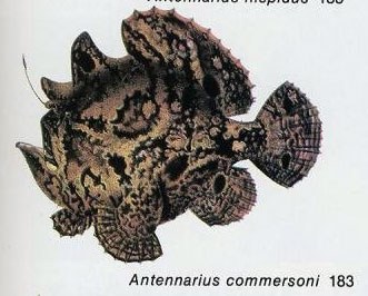 Antennarius commersoni